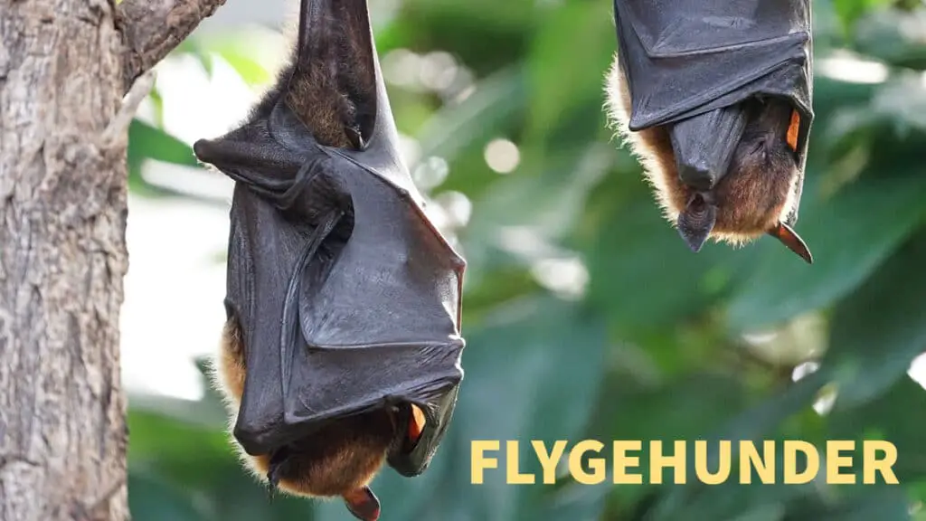 Flygehunder (Pteropodidae), Megabat, Fruit bats
