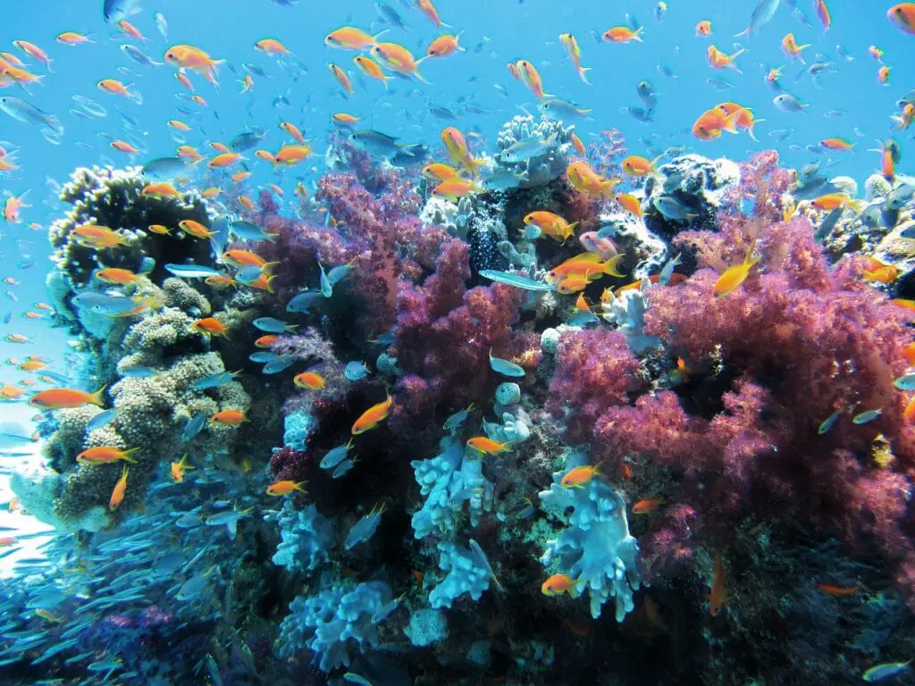 Under vann, fisker og rev i et samspill i et økosystem.
