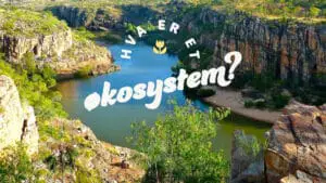 Hva er et økosystem?