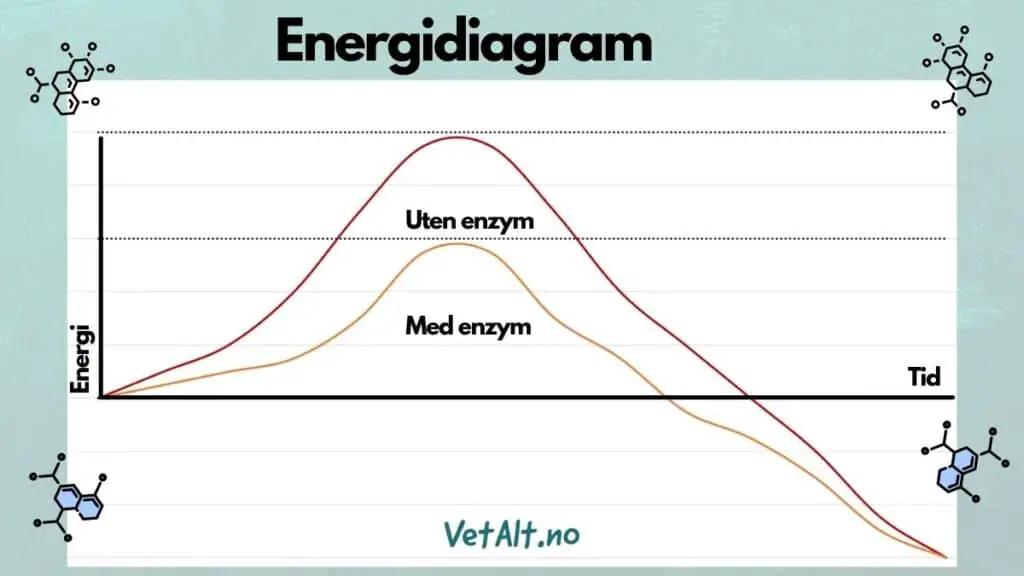 Enzymer - Energidiagram