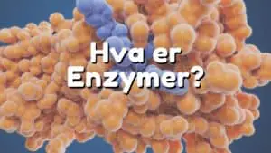 Hva er Enzymer?