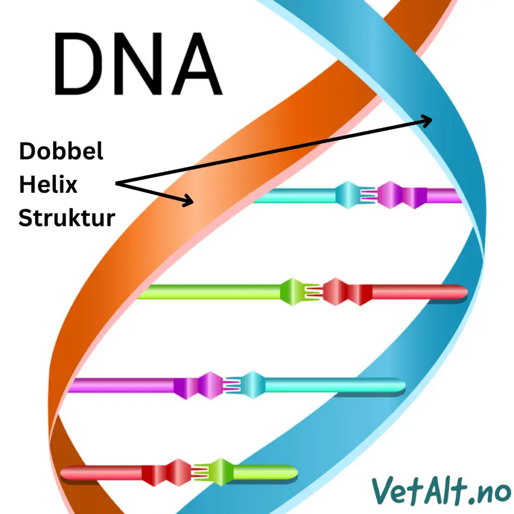 DNA - Dobbel Helix Struktur