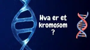 Hva er et kromosom?