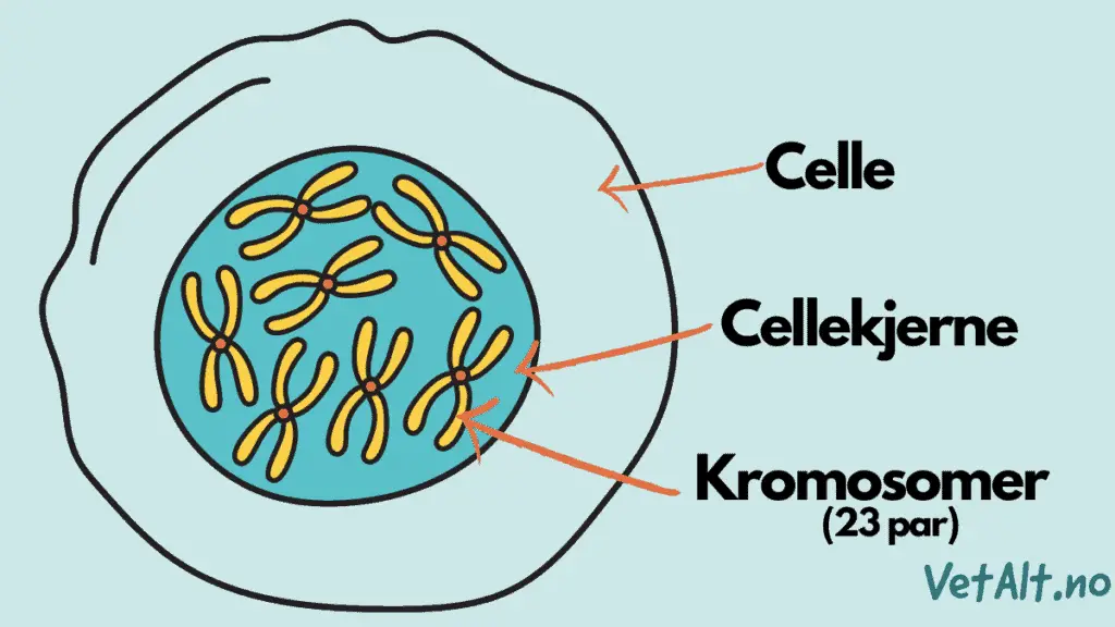 Kromosomer i en cellekjerne