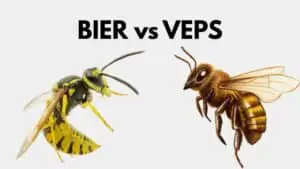 Bier vs Veps: Likhetene, Forskjellene og Deres Unike Egenskaper